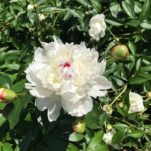 Meet your Posher, Tricia